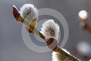 Spring buds on willow tree - symbol of coming springtime