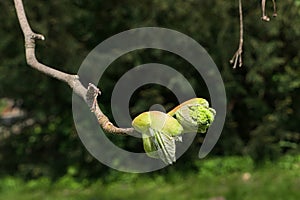 Spring buds and young leaves on Silver Maple tree, also called Creek Maple or Silverleaf Maple, latin name Acer