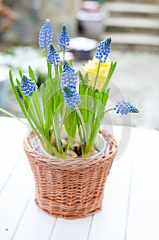 Spring bulb flowers grape hyacinth Muscari and yellow hyacinth in handmade wickery basket on white wooden table outdoors