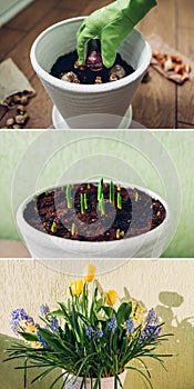 Spring bulbs flowers stages of blooming and growing in pot. Yellow tulips, hyacinths, blue muscari with watering can