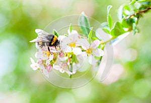 A spring bumblebee collecting pollen from blossoming apple tree.