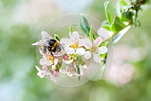 A spring bumblebee collecting pollen from blossoming apple tree.