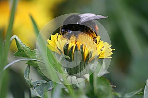 Spring bumblebees photo