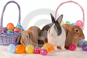 Spring Bunnies with Eggs photo