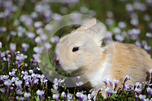 Spring Bunny