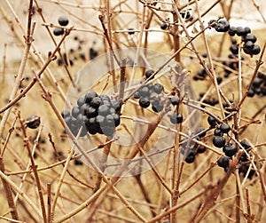 Spring bush with black wolf berries