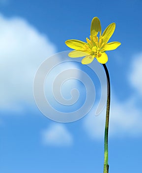 Spring buttercup flower