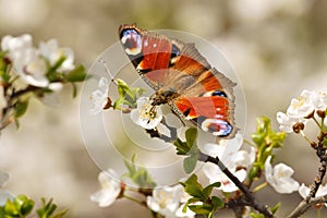 Spring, Butterfly European Peacock Inachis io on the flourishing fruit tree