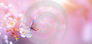 Spring Butterfly and Pink Cherry Blossoms Blossom in Spring, Easter Time on Natural Sunny Blurred Garden Banner Background