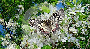 Spring. Butterfly polyxene