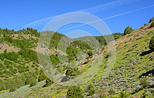 Spring In Cache National Forest - Northern Utah