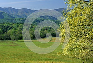 Spring, Cades Cove