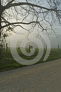 Spring, Cades Cove, Great Smoky Mtns NP