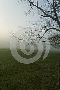 Spring, Cades Cove, Great Smoky Mtns NP