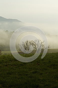 Spring, Cades Cove, Great Smoky Mtns NP,