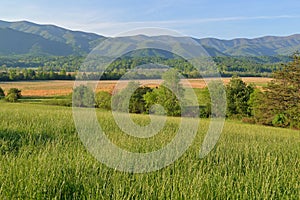 Spring, Cades Cove