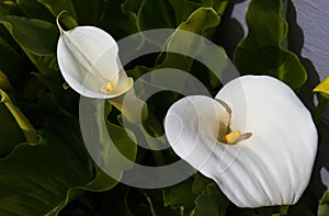 Spring Calla Lillies