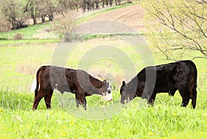 Spring Calves