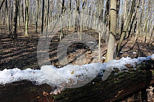 Spring came in the forest. The snow melted. The icy snow remained lying only on the fallen tree.