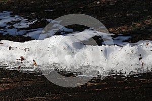 Spring came in the forest. The snow melted. The icy snow remained lying only on the fallen tree.