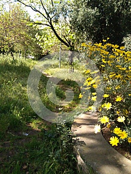 Spring came yellow and white flowers, walking path through green and trees