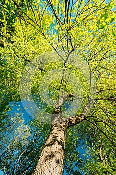 Spring Canopy Of Tree. Deciduous Forest, Summer Nature At Sunny