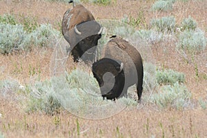 Bison Meandering Through Sagebrush Habitat