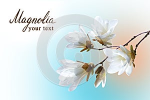 Spring card, a branch of white magnolia Kobus on unfazed background