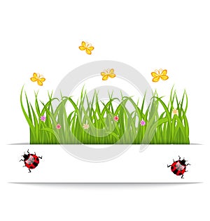 Spring card with grass, flower, butterfly, ladybug