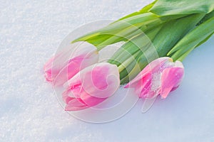 Spring card with tulips in the snow