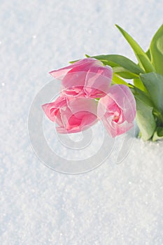 Spring card with tulips in the snow