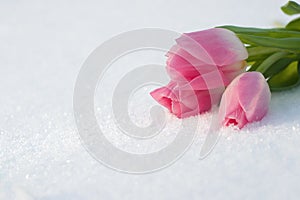 Spring card with tulips in the snow