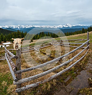 Spring Carpathian mountains