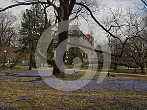 Spring carpet of flowers under an oak.