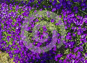 Spring carpet of purple flowers