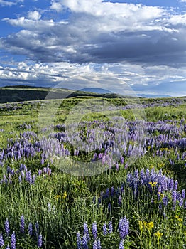 Spring on Casper Mountain Wyoming