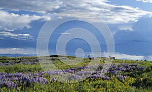 Spring on Casper Mountain Wyoming