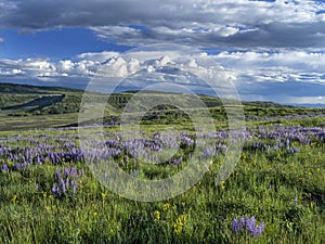 Spring on Casper Mountain Wyoming photo