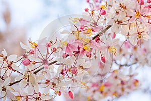 Spring Cassia bakeriana Craib Blossoms in Thailand, Close up