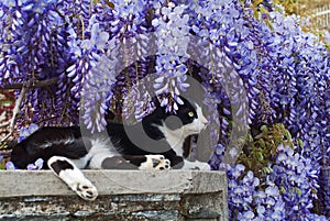 The spring and cat
