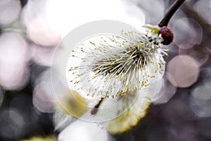 Spring. Catkin. Flowering willow branch