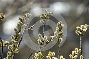 Spring catkins