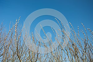 Spring catkins branches on a background of clear sky