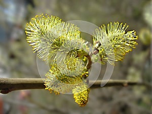 Spring. Catkins of pussy-willow close up