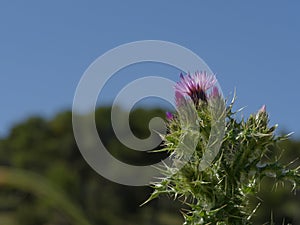 Spring Centaurea in the Aragonese Bardena. photo