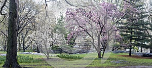 Spring Central Park, New York City