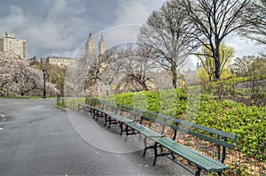 Spring Central Park, New York City