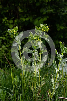 In spring, Cerinthe minor grows in the wild, field weed in the grass