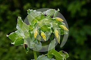 In spring, Cerinthe minor grows in the wild, field weed in the grass