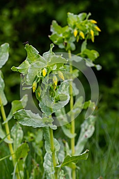 In spring, Cerinthe minor grows in the wild, field weed in the grass